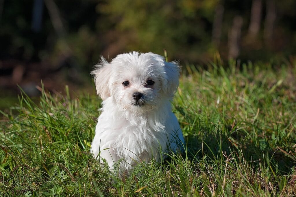 Hund beim Spaziergang - Achtung vor Giftködern, brennendem Asphalt und Grasmilben
