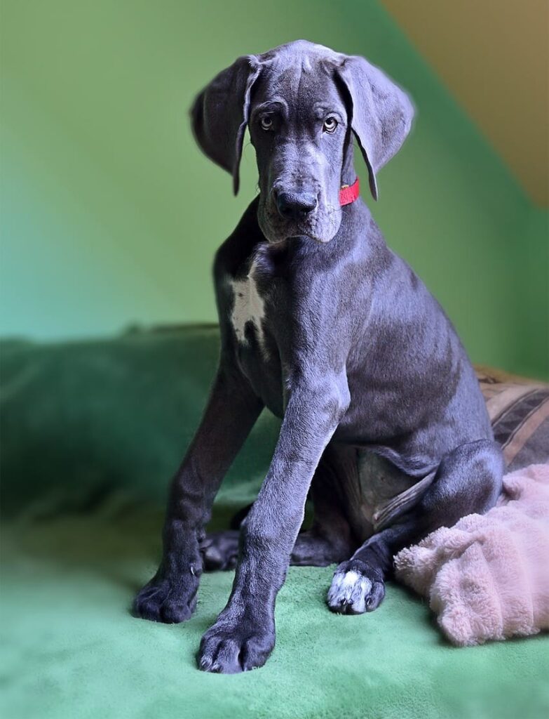 Grosse junge Dogge sitzt aufmerksam als Symbol fuer die drei Ueberlebensregeln fuer pubertierende Hunde in der Hundeerziehung