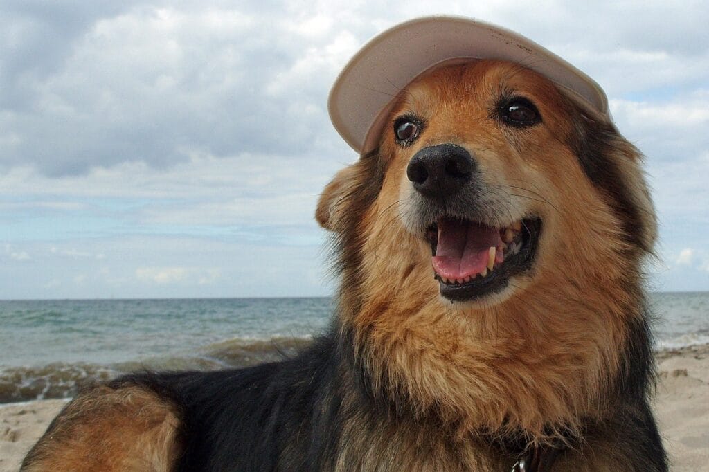 Hund mit Kappe am Strand als Symbol fuer eine entspannte Reise und die perfekte Hunde im Urlaub Checkliste