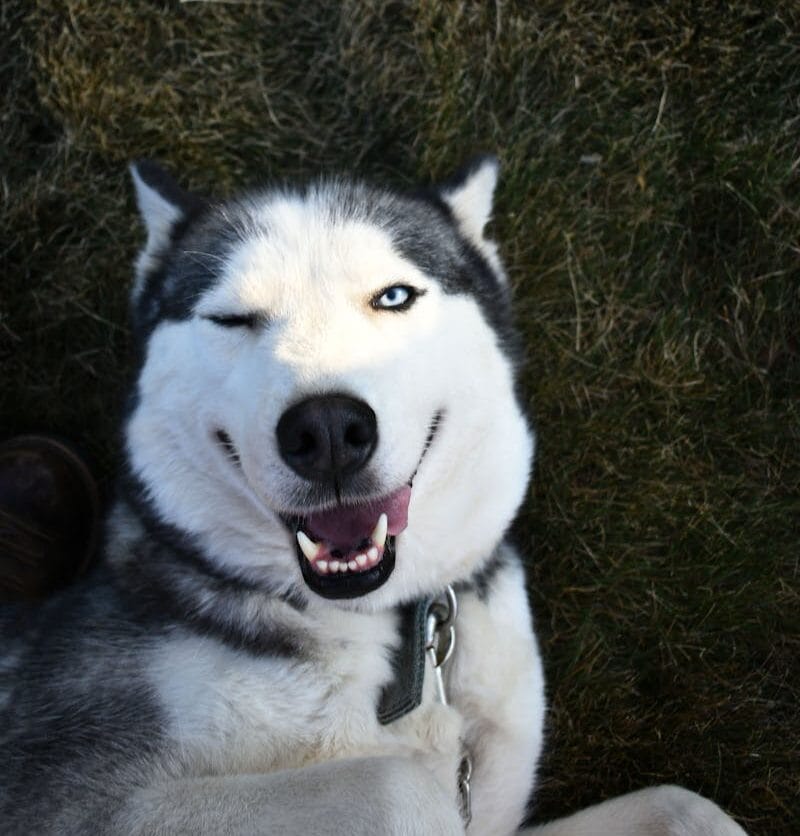 Gut erzogener Husky zwinkert in die Kamera nach erfolgreicher Hundeerziehung für Fortgeschrittene Training und Rueckruf unter extremer Ablenkung