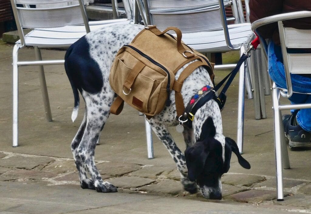 Hund mit Erste Hilfe Set und Notfallausrüstung für Hunde für den Gassi-Rucksack