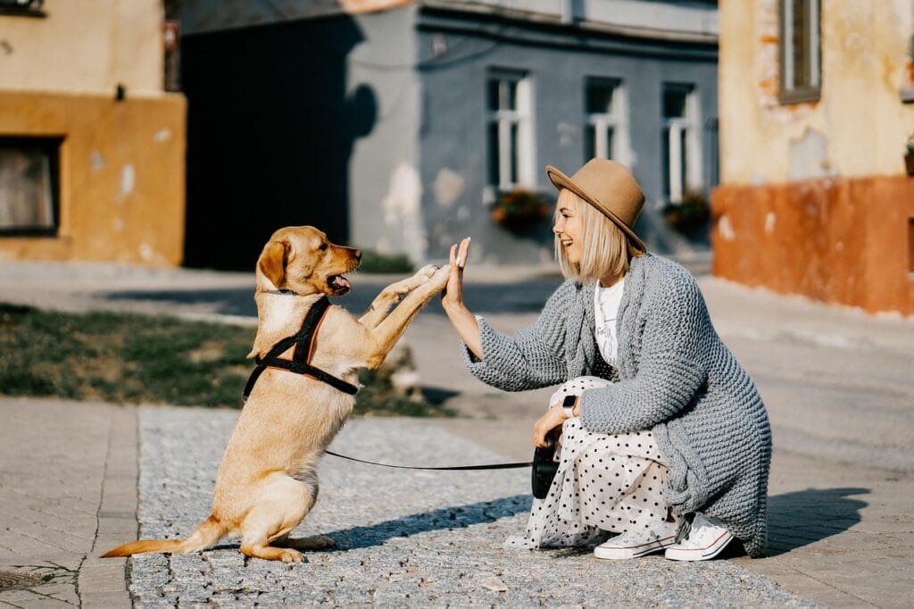 Halterin uebt High Five Trick mit Hund als Beispiel fuer Zirkustricks die im Alltag ueberfordern und wichtige Basis Kommandos blockieren