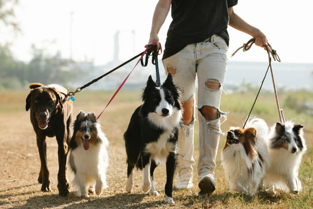 Halterin geht entspannt mit mehreren Hunden spazieren für mehr Gelassenheit beim Hundetraining ohne Druck und Stress