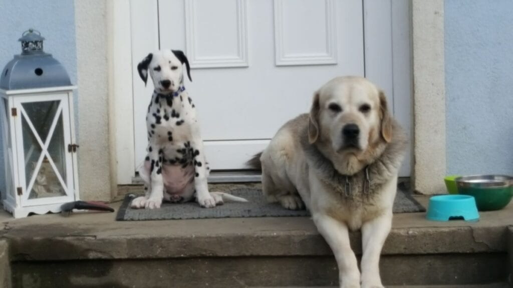 Dalmatiner Welpe Bella sitzt neben Jester Goldenretriver Husky Mischling auf einer Treppe als Symbol fuer die Anfaenge der Hundepraxis
