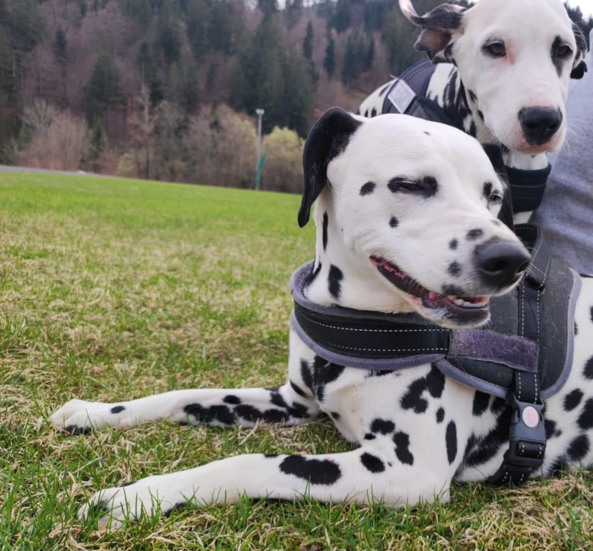 Buddy und Jina zwei Dalmatiner liegen auf der Wiese waehrend Jina Praxis Tipps fuer den perfekten Rueckruf mit hochwertigen Leckerlis gibt