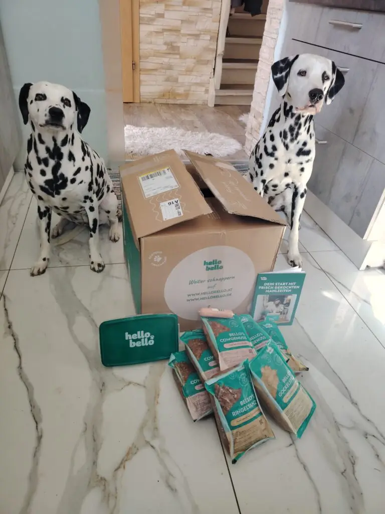 Dalmatiner Buddy und Jina mit frischem HelloBello Hundefutter als ehrliche Empfehlung nach dem Futter Check