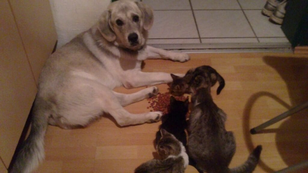 Hund Jester liegt entspannt neben fressenden Katzen passend zur Geschichte ueber Geduld und echte Hundeerfahrung