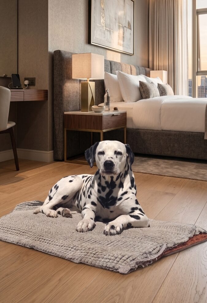 Dalmatiner liegt entspannt auf dem gewohnten Kissen in einem Hotelzimmer passend zu Jinas Tipp zur Entschleunigung fuer Hunde im Urlaub
