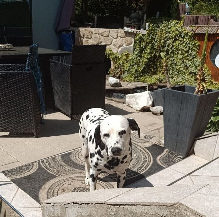 Dalmatiner Huendin Jina gibt Praxis Tipps fuer neue Hundehalter ueber Geduld bei Missgeschicken und den Aufbau von Vertrauen in den ersten Wochen