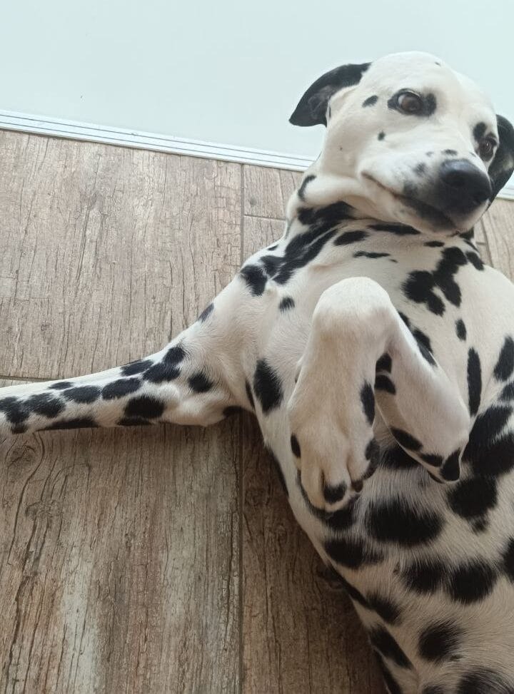 Dalmatiner Huendin Jina gibt Praxis Tipps ueber das verrueckte Verhalten und hormonelle Chaos von Hunden in der Pubertaet