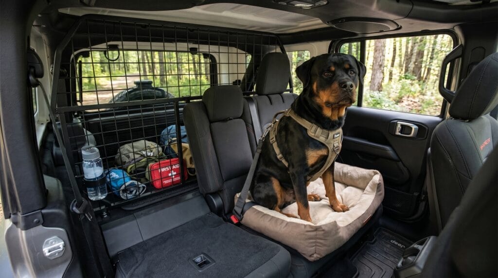 Rottweiler sitzt sicher angeschnallt und entspannt in einem Auto passend zu den goldenen Regeln fuer Hunde auf Reisen