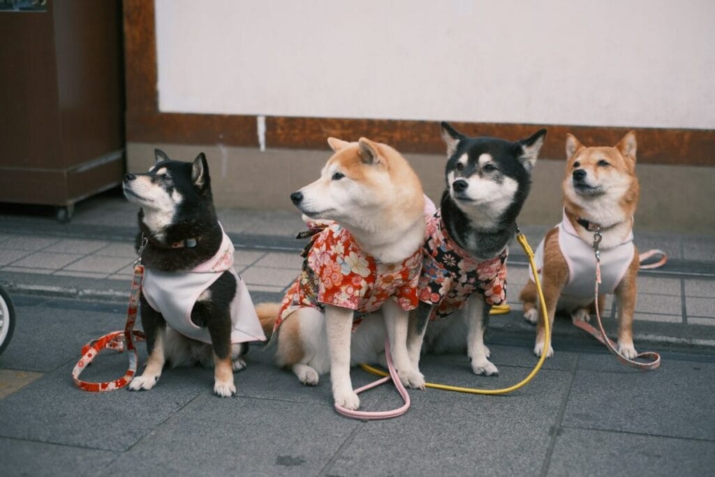 Vier brave Shiba Inu Hunde sitzen nebeneinander als Beweis für erfolgreiche Hundeerziehung und ein echtes Dreamteam