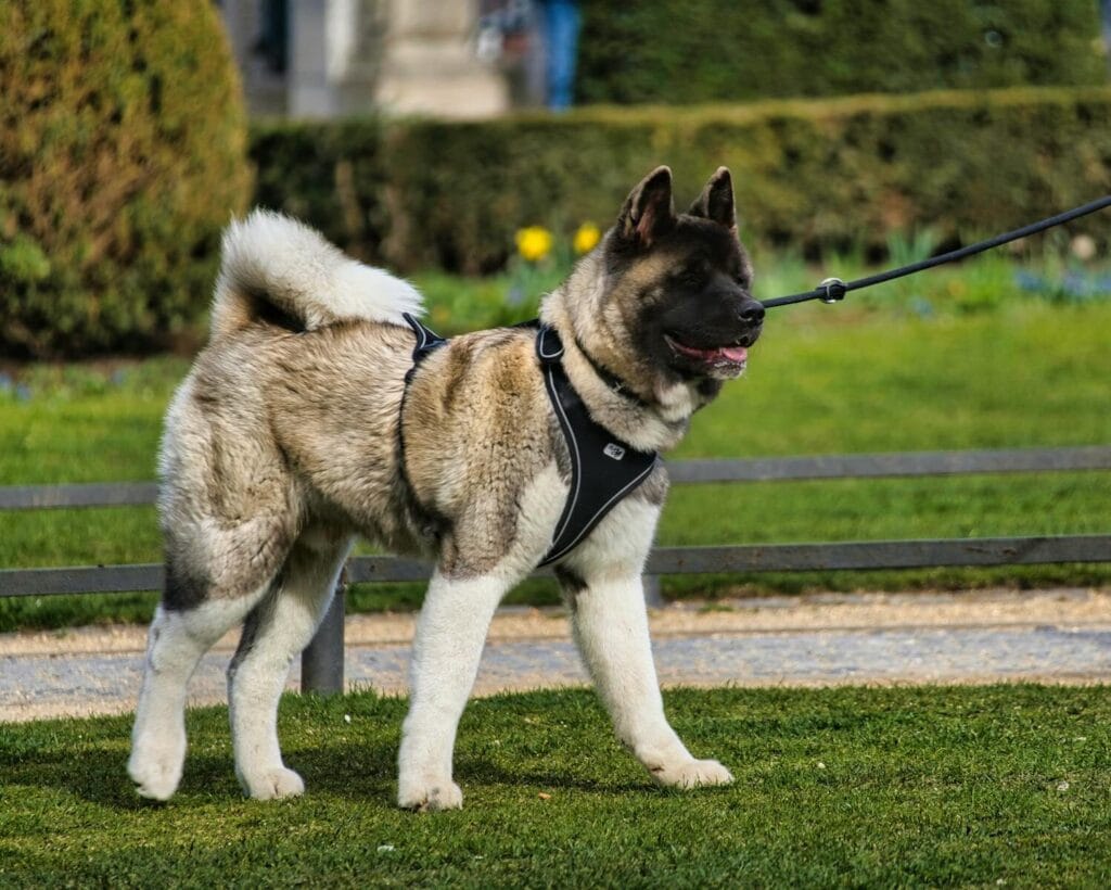 Angespannter Akita an der Leine als Symbol fuer Dauer Stress und Poebeleien beim Gassi gehen die durch souveranes Hundetraining beendet werden koennen