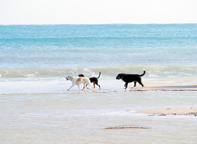 Drei Hunde laufen gluecklich am Strand am Meer als Symbol fuer die besten hundefreundlichen Reiseziele im Urlaub mit Hund