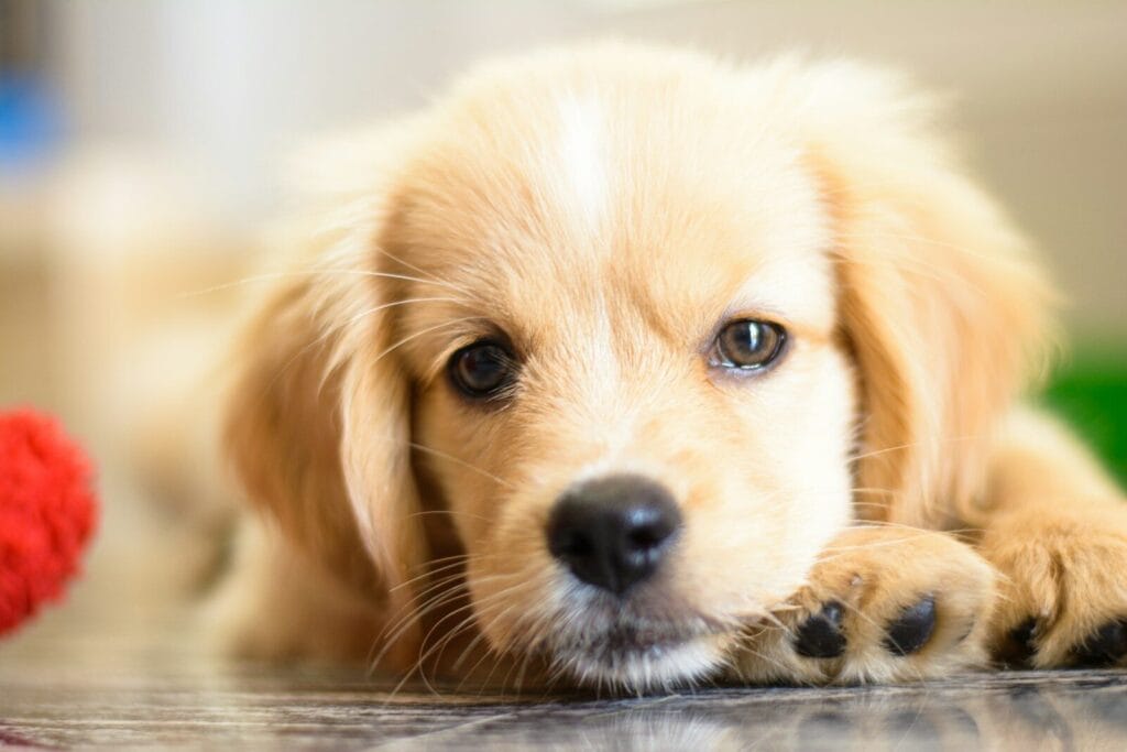 Suesser Golden Retriever Welpe passend zur Erste Schritte Checkliste fuer frischgebackene Hundeeltern in den ersten 14 Tagen