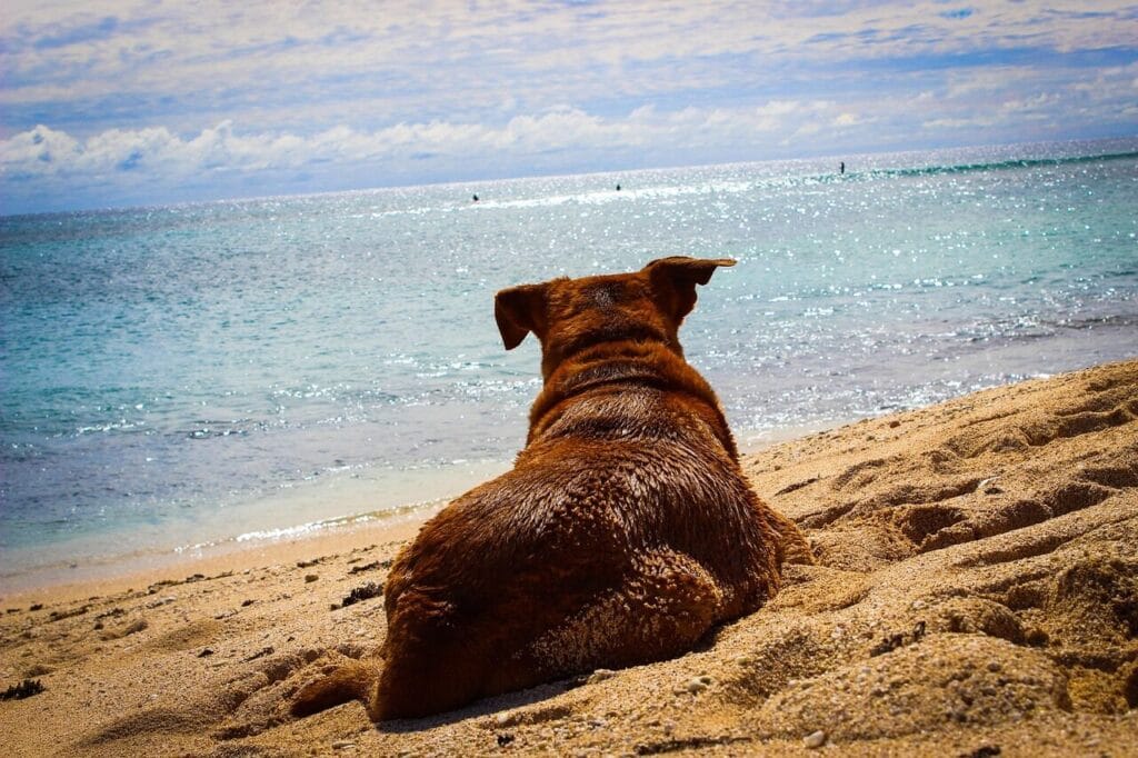 Brauner Hund liegt entspannt am Sandstrand und blickt aufs Meer als Symbol fuer den perfekten Urlaub mit Hund