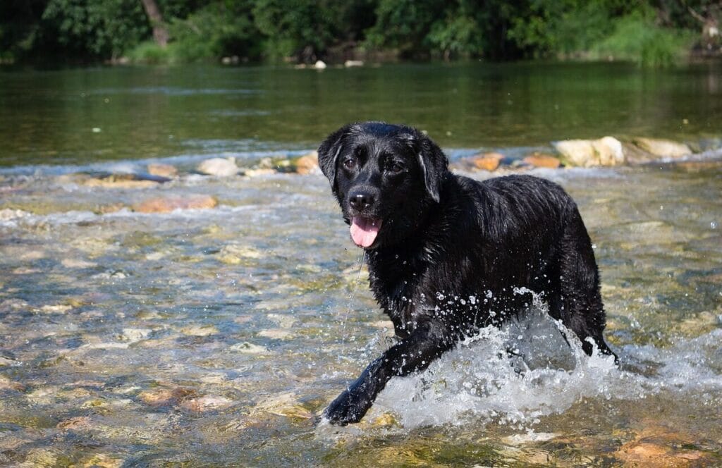 Ein schwarzer Hund läuft an einem heißen Sommertag zur Abkühlung durch einen flachen Fluss. Bild zeigt gefahren im sommer auf pfotenportal.at .