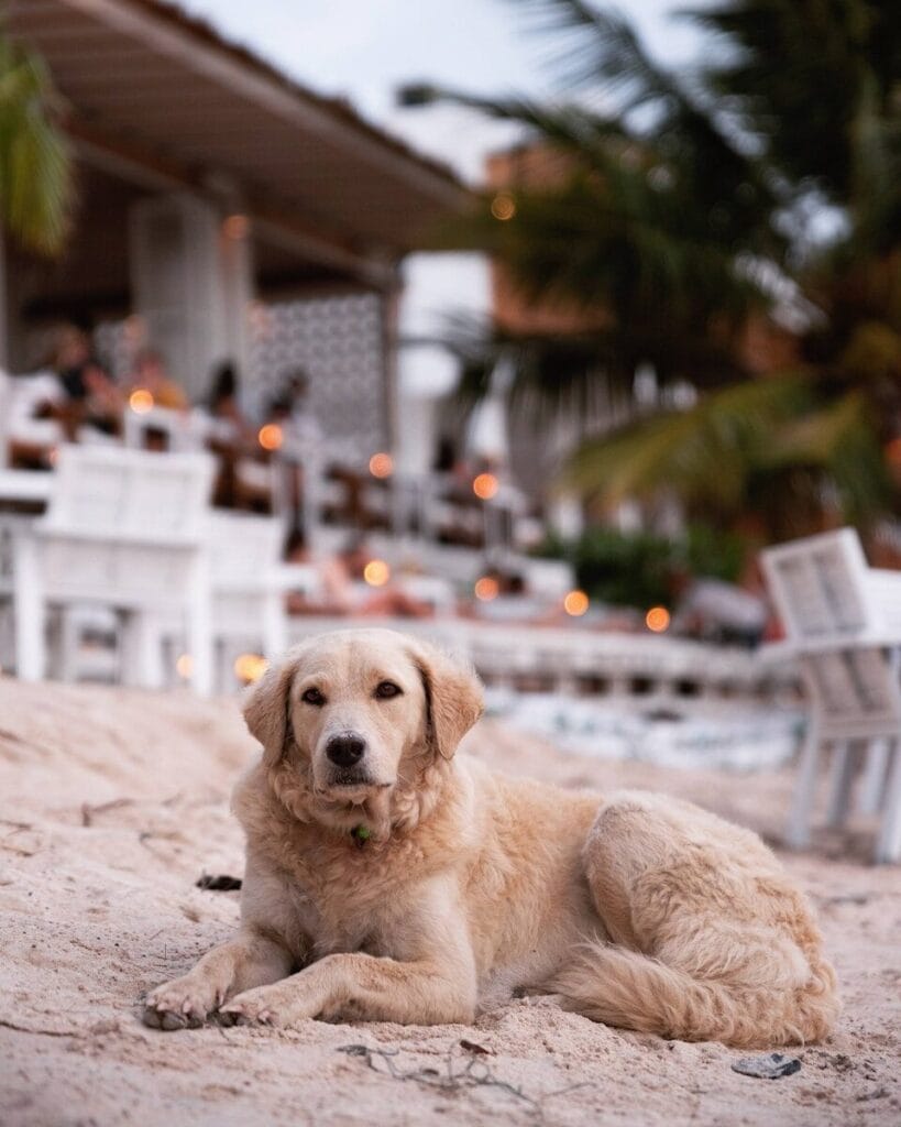 Hund liegt tiefenentspannt im Sand vor einer Strandbar als Symbol fuer Entschleunigung an entspannten Tagen am Zielort