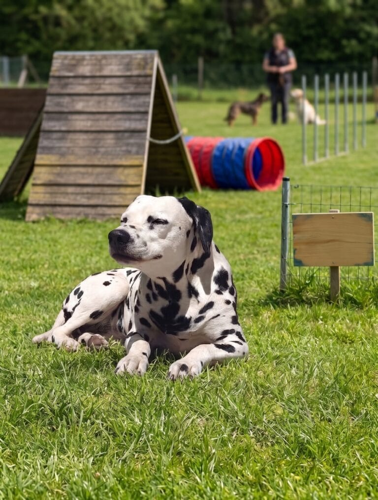 Dalmatiner Hündin Jina gibt Tipps für erfolgreiches Hundetraining mit Geduld und positiver Verstaerkung durch Leckerlis