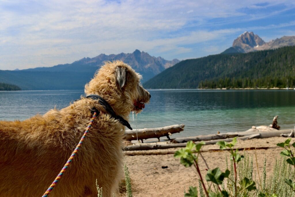 Rauhaariger Hund blickt entspannt auf einen Bergsee als Symbol fuer die perfekte Reise Strategie im Urlaub mit Hund