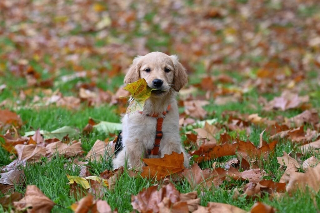 Ein kleiner Golden Retriever Welpe sitzt im bunten Herbstlaub und hält ein Blatt im Maul.