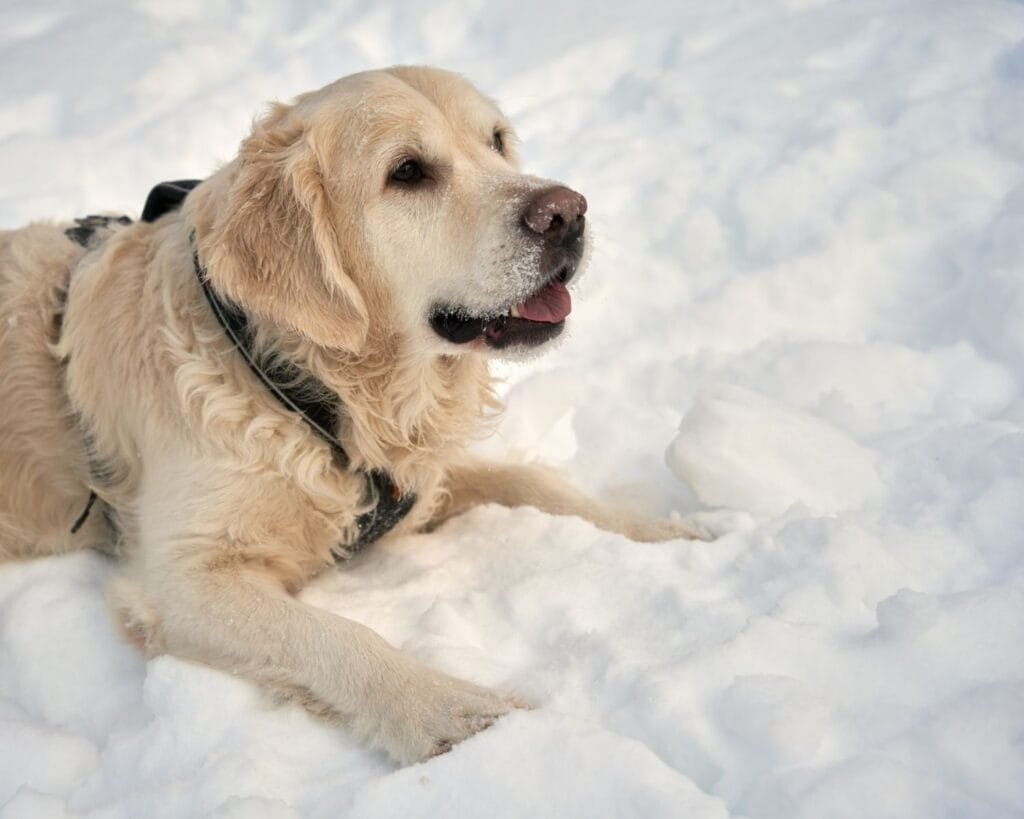 Ein heller Hund liegt völlig entspannt im tiefen Schnee während eines Winterspaziergangs.