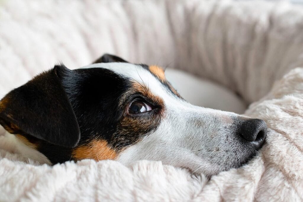 Ein kleiner Hund liegt friedlich und tief eingekuschelt in einem flauschigen Hundebett.