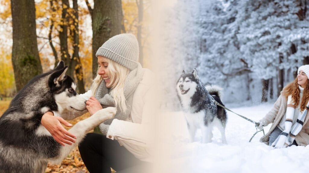 Frau streichelt Husky im Herbstlaub und geht mit Husky im Schnee spazieren – Kostenloser Herbst und Winter Guide für Hunde von pfotenportal