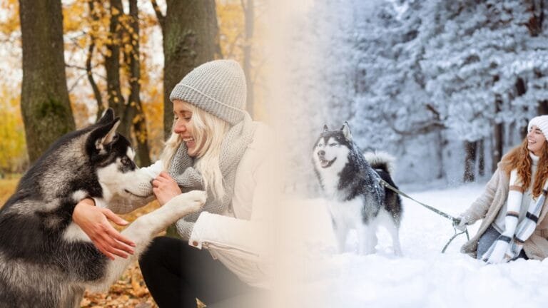 Frau streichelt Husky im Herbstlaub und geht mit Husky im Schnee spazieren – Kostenloser Herbst und Winter Guide für Hunde von pfotenportal