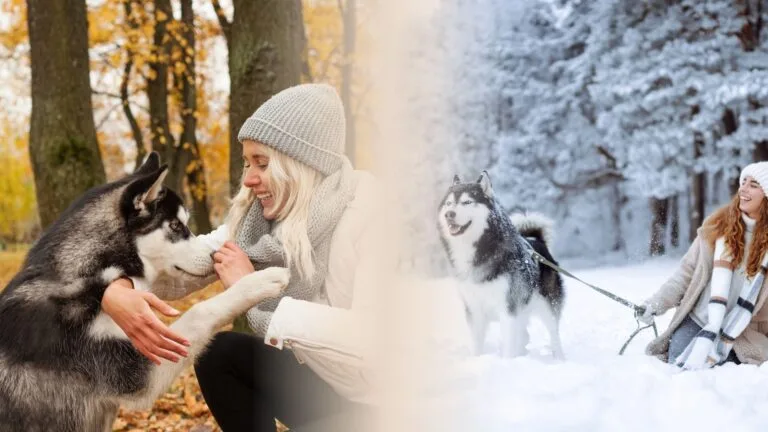 Frau streichelt Husky im Herbstlaub und geht mit Husky im Schnee spazieren – Kostenloser Herbst und Winter Guide für Hunde von pfotenportal