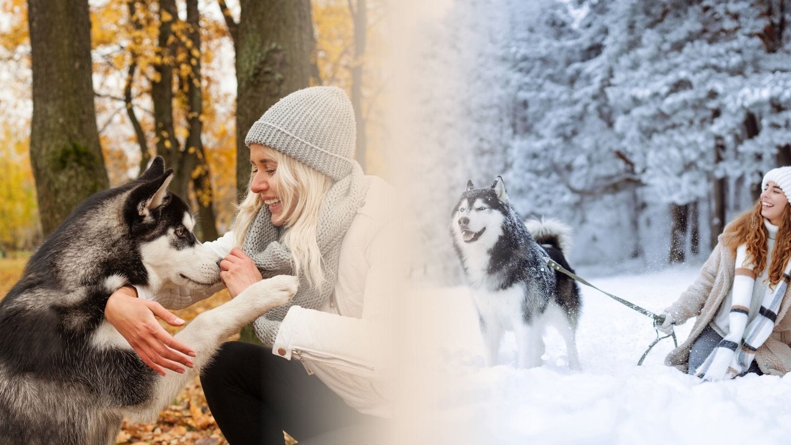 Herbst-und-Winter-Guide-Hunde-Pfotenportal Frau streichelt Husky im Herbstlaub und geht mit Husky im Schnee spazieren – Kostenloser Herbst und Winter Guide für Hunde von pfotenportal