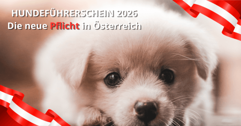Süßer Welpe mit Österreich-Fahnen zum Thema Hundeführerschein 2026 und Sachkundenachweis Pflicht in Österreich.