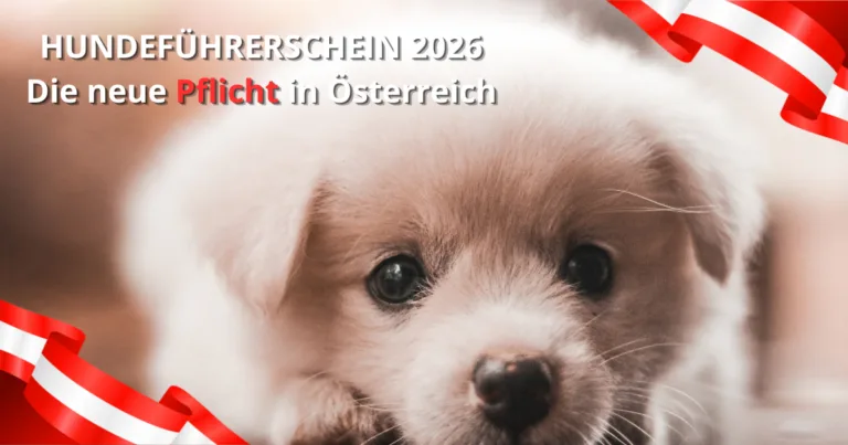 Süßer Welpe mit Österreich-Fahnen zum Thema Hundeführerschein 2026 und Sachkundenachweis Pflicht in Österreich.