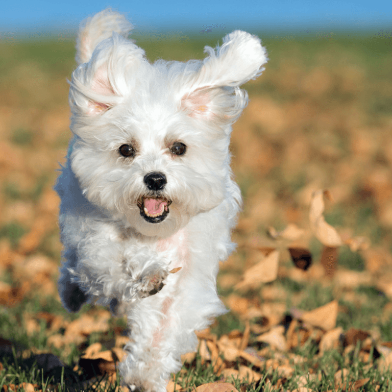 Ein glücklicher, kleiner weißer Hund rennt freudig durch buntes Herbstlaub. Titelbild für den kostenlosen Herbst und Winter Guide für Hunde.
