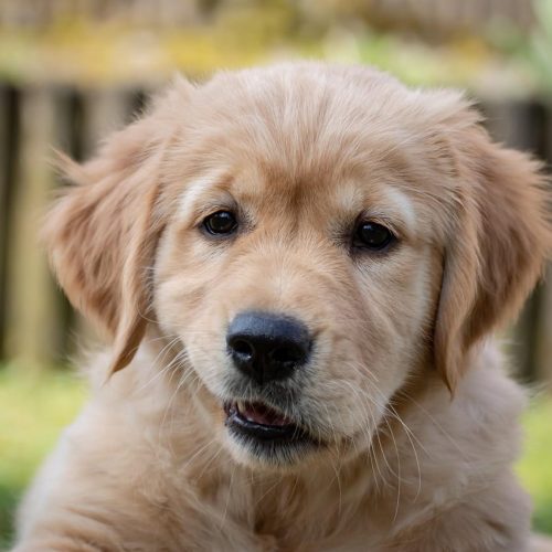Golden Retriever Welpe schaut fraglich - Häufige Fragen und Antworten zum Futterwechsel und zu Fütterungsarten bei Hunden