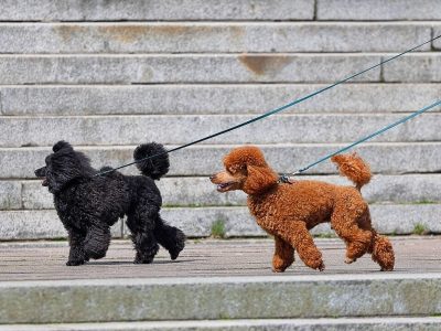 zwei puddel mit je einer schleppleine beim spazieren