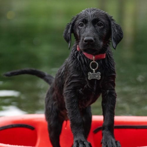 schwarzer labrador Hund steht auf einem roten Kajak im Wasser als Symbol fuer das Reiseziel passend zu den wichtigen Fragen vor der Abreise in den Urlaub mit Hund