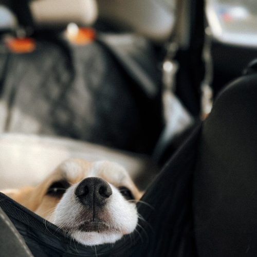 Kleiner Hund liegt entspannt in seinem Autositz passend zu den haeufigen Fragen ueber Hunde auf Reisen