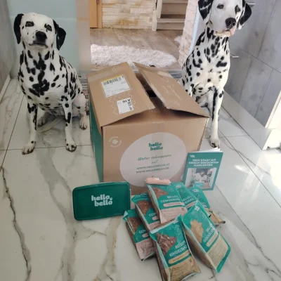 Dalmatiner Buddy und Jina mit frischem HelloBello Hundefutter als ehrliche Empfehlung nach dem Futter Check