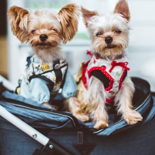Zwei kleine Hunde in einem Reisebuggy passend zu den haeufigen Fragen zum Hunde Reisegepaeck und Hundefutter fuer den Urlaub