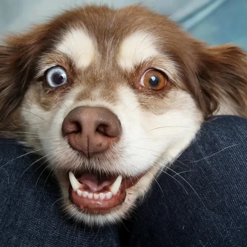 Glücklicher Hund wartet gespannt auf selbstgebackene Hunde Snacks bei den häufigen Fragen und Antworten aus der Backstube