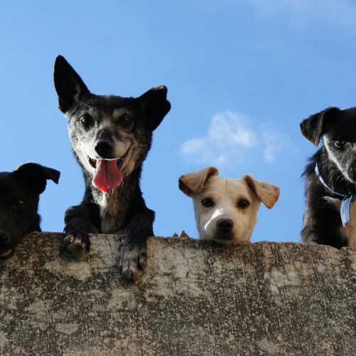 ier neugierige Hunde schauen ueber eine Mauer passend zu den haeufigen Fragen aus der Praxis ueber die Hunde Pubertaet