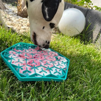dalmatiner jina schleckt im garten bei hocher hitze an der schleckmatte