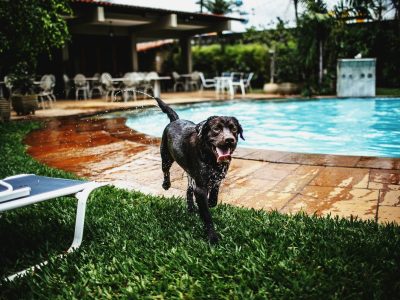 Ein glücklicher schwarzer Hund rennt freudig über eine grüne Rasenfläche direkt neben einem blauen Swimmingpool in einer hundefreundlichen Hotelanlage. Eine Experten-Empfehlung für stressfreie Reiseplanung und Urlaub mit Hund auf pfotenportal.at.
