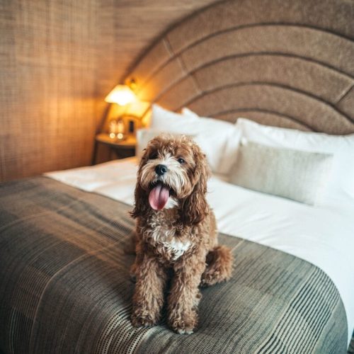 Zufriedener Hund sitzt entspannt auf einem Hotelbett passend zur Loesung gegen Bellen im Hotelzimmer im Urlaub
