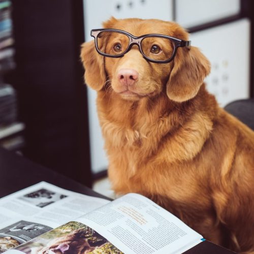Schlauer Hund mit Brille liest Ratgeber - Häufige Fragen und Antworten zum Futter Check und dem perfekten Hundenapf