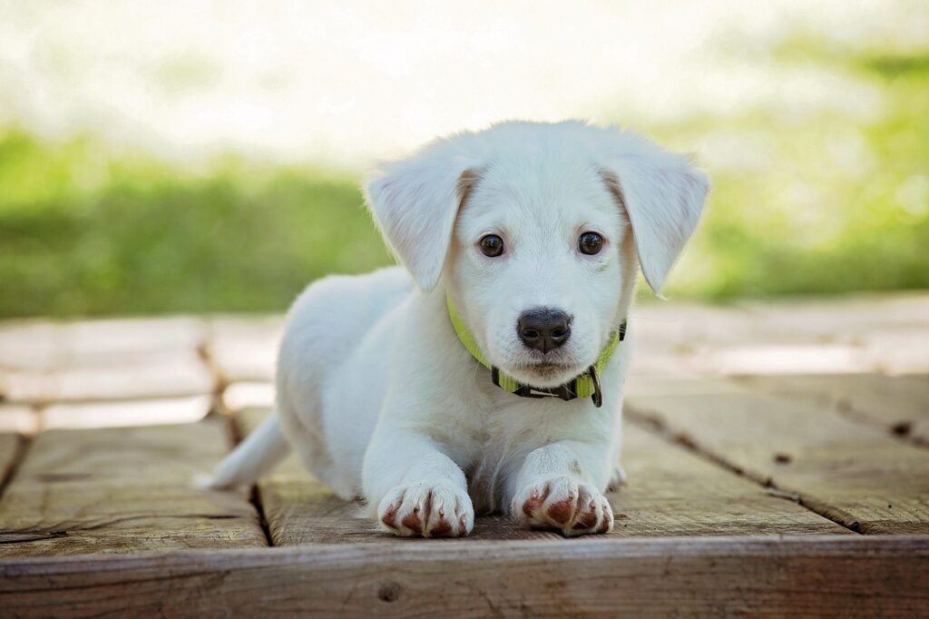 puppy, dog, pet, collar, dog collar, white puppy, white dog, domestic, domestic dog, lying down, portrait, dog portrait, animal, cute, white, adorable, nature, canine, doggy, looking