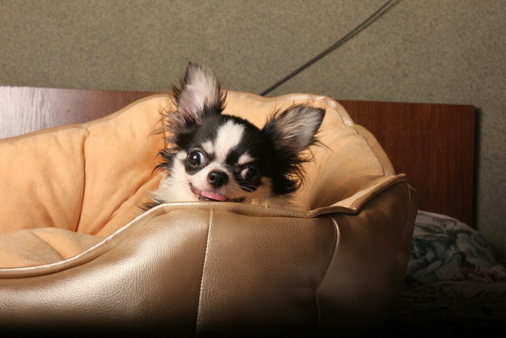 Adorable black and white Chihuahua puppy lounging comfortably in a soft bed.