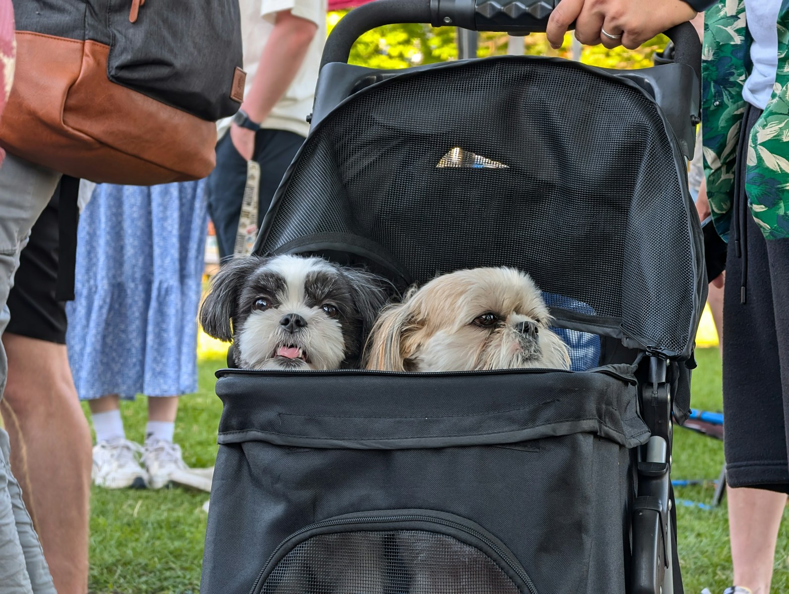 Two small dogs are sitting in a stroller