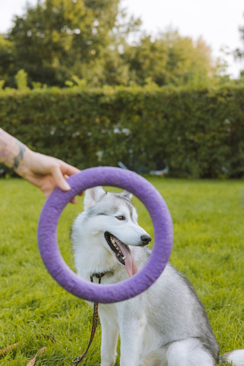 Sibirischer Husky im Freien mit einer Person, die ein lila Ringspielzeug auf einem grünen Feld hält